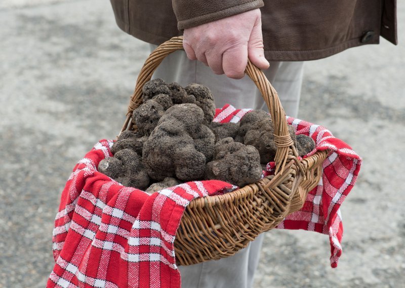 Nezapamćena situacija u Istri: Cijena tartufa zbog nestašice odletjela u nebo. Za kilogram se traži pravo malo bogatstvo