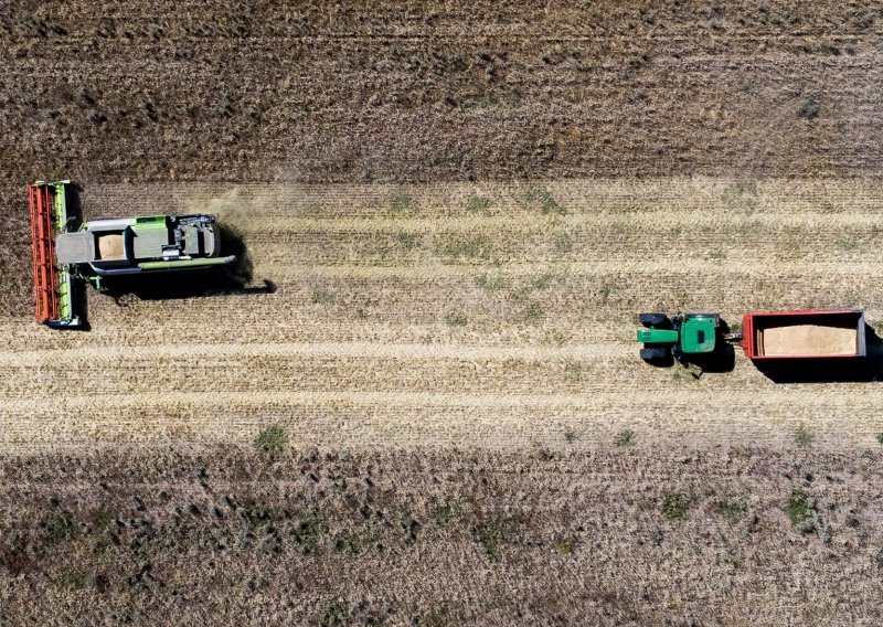 Urod pšenice u Rumunjskoj znatno manji nego prošle godine, usjevi stradali zbog suše