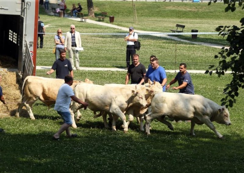 Markićevi bikovi odvezeni ispred Ministarstva poljoprivrede