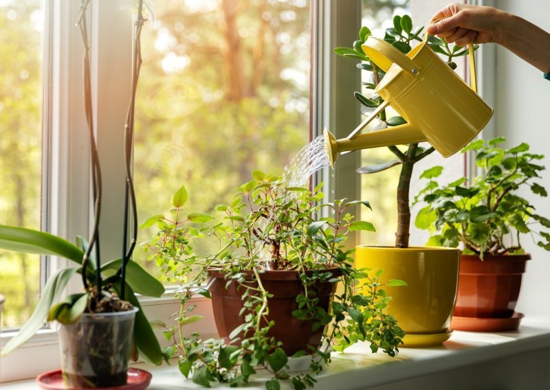 Ima li spasa za biljke koje ste nakon godišnjeg odmora zatekli suhe i uvele? Prije nego ih bacite, pokušajte s ovime
