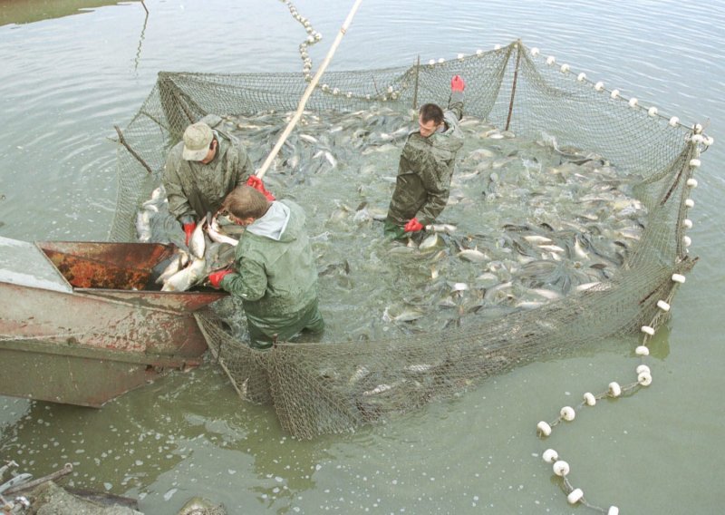 Nikad teža situacija; ekstremna suša tjera na interventni izlov slatkovodne ribe