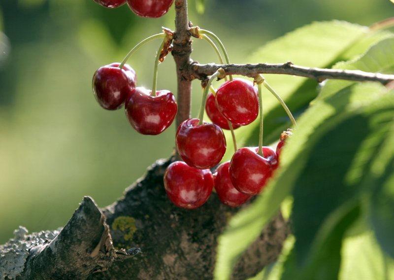 13. lipnja počinju gastro dani u Rijeci