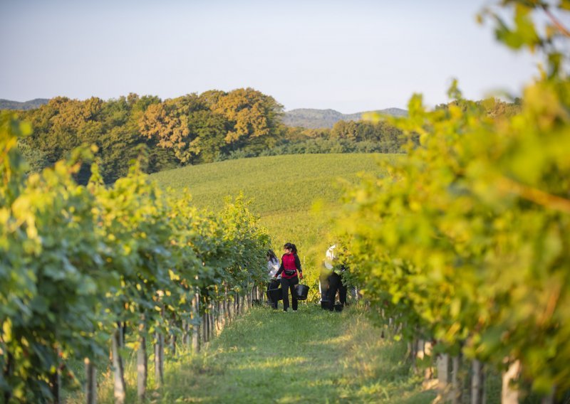 Velika suša utjecala na brže dozrijevanje grožđa: Ove godine nikad ranija berba u feričanačkom vinogorju