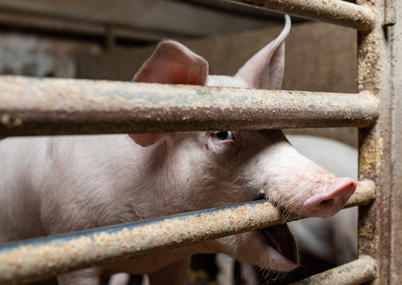 U Srbiji buknula afrička svinjska kuga; u Hrvatskoj i dalje pojačane preventivne mjere