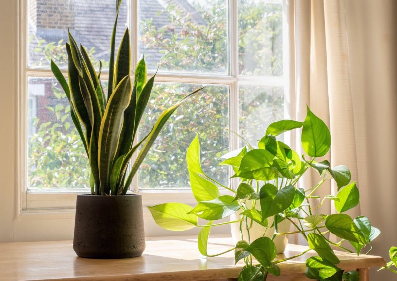 Kako pronaći idealno mjesto za sobnu biljku?