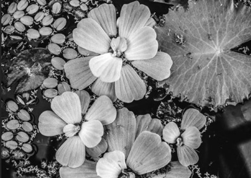 Izložba fotografija 'Nymphaea'Ane Šesto