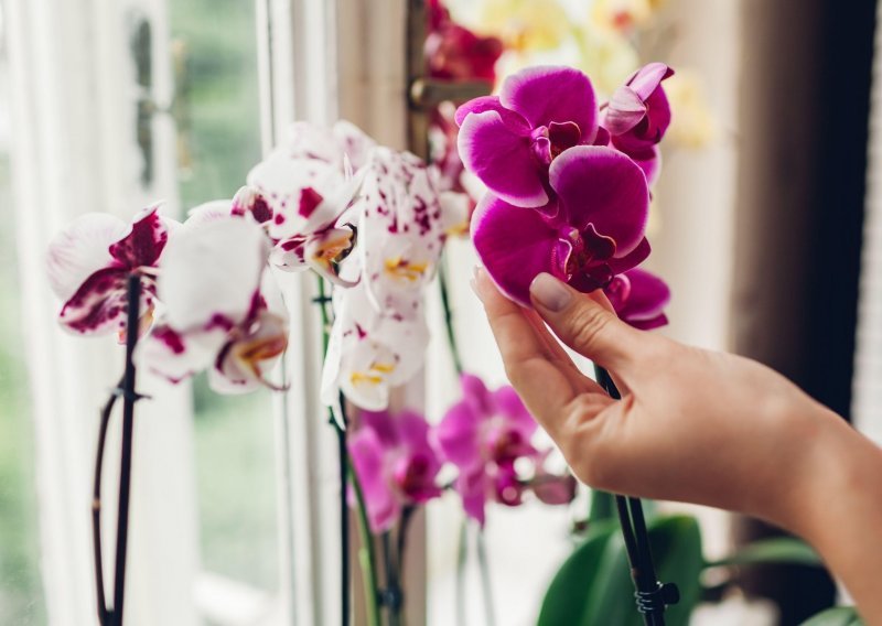 Kako potaknuti uspavane orhideje na cvatnju? Uz ove promjene cvjetat će raskošno i više puta