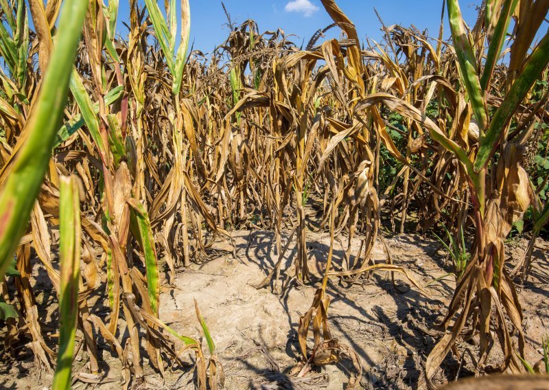 Velike štete na poljoprivredi: Župan Stričak proglasio prirodnu nepogodu zbog suše i za općinu Jalžabet