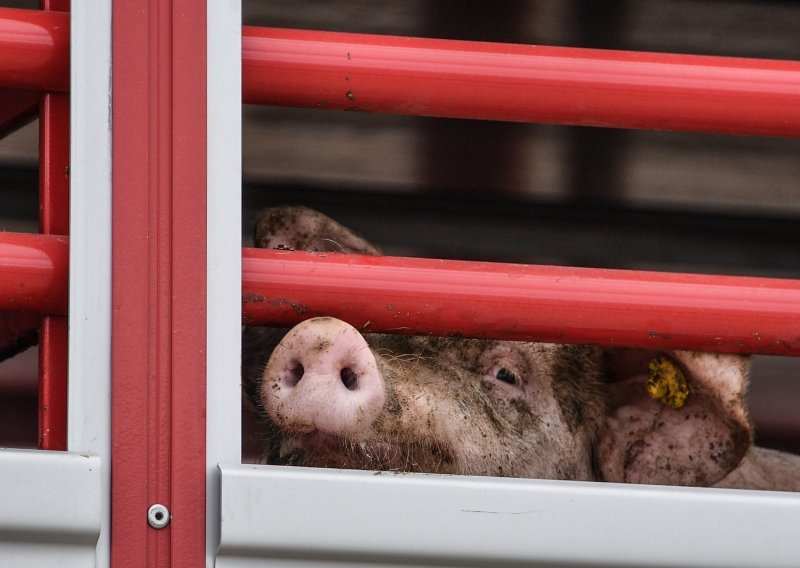 Vodeći europski proizvođač svinjetine najavio otkaze