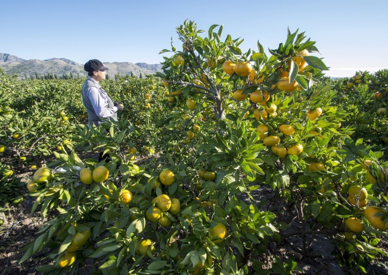Suša uzela danak: Urod mandarina bit će 30 posto manji nego lani