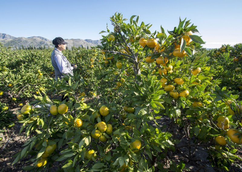 Urod mandarina podbacio, proizvođači nezadovoljni otkupnom cijenom