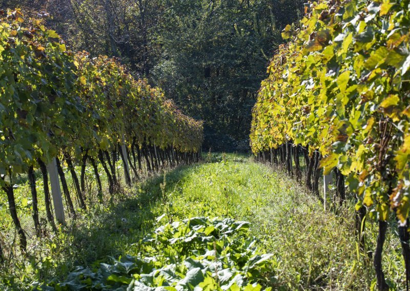 Čovjek u Koprivnici kažnjen s 500 kuna jer nije održavao vinograd. Tko ga je prijavio?