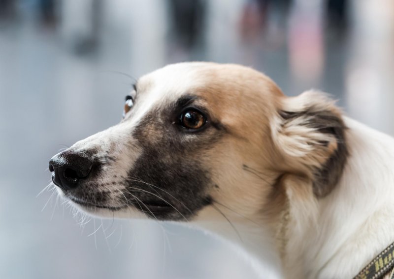 Ulicama Sarajeva luta 10 tisuća napuštenih pasa