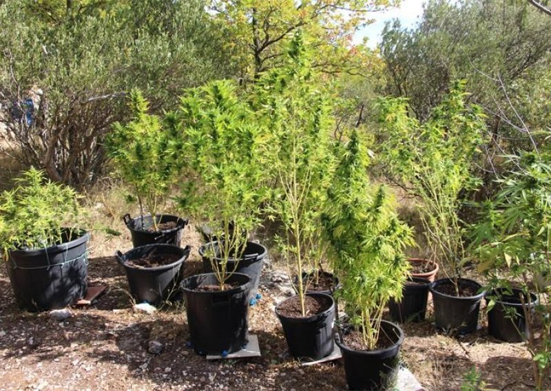 [FOTO] Manufaktura kod Makarske: Uhićena zbog više od 4,3 kilograma marihuane i 96 stabljika