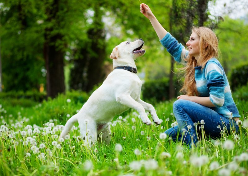 Kako trenirati psa na pozitivan način?