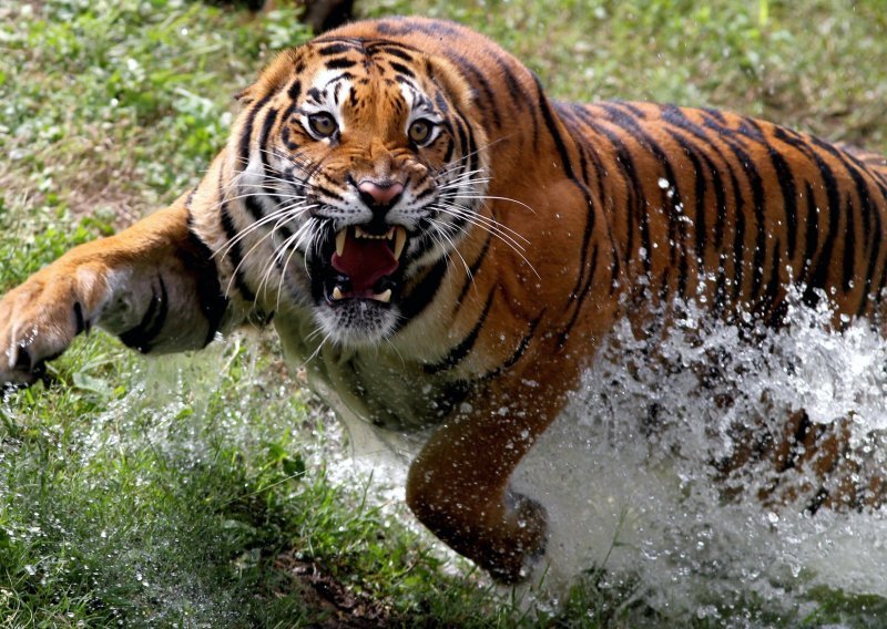 Indijska policija ustrijelila 'tigra ljudoždera' koji je rastrgao najmanje šest ljudi u mjesec dana