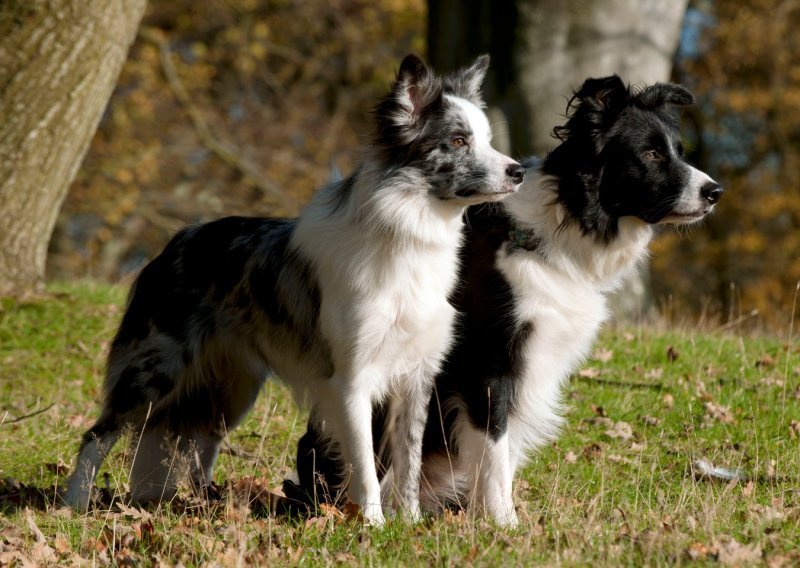 Ovi vas psi nikad neće napustiti: 10 pasmina koje su izrazito privržene