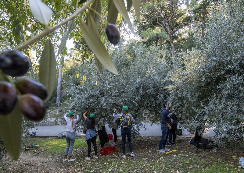 Poljaci opet brže brali od Hrvata masline na Braču