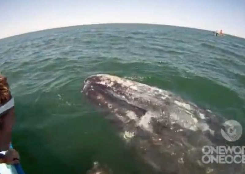 Pogledajte dirljiv susret sa sivim kitovima