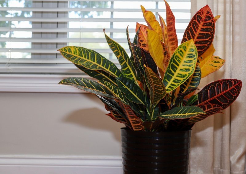Uređenje doma u toplim bojama jeseni: Ove biljke imaju najljepše narančasto i crveno lišće