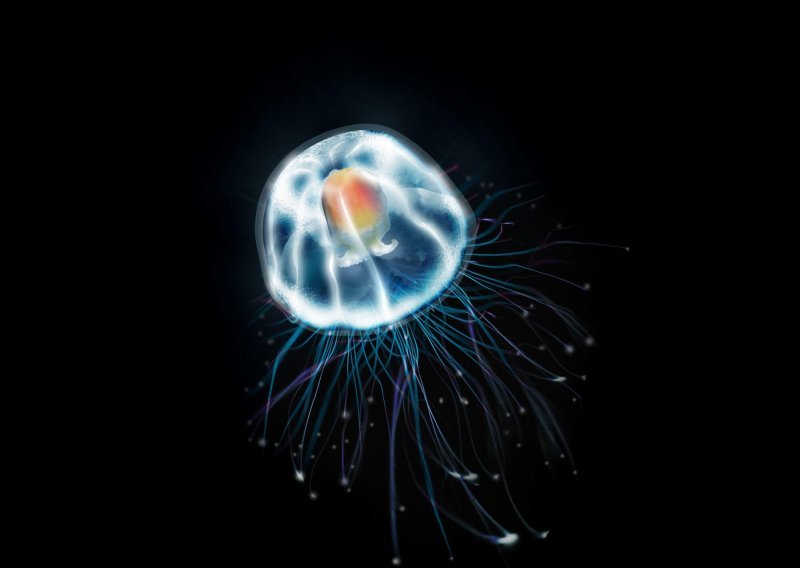 Znanstvenici na tragu ključa besmrtnosti uz pomoć jedne meduze