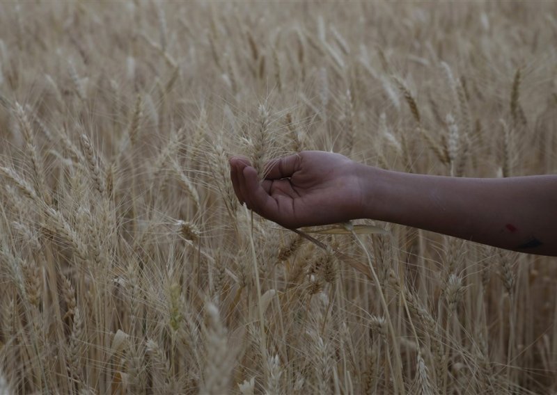 Egipatski uvoz pšenice skočio prošle godine