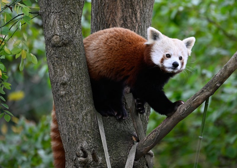 [FOTO/VIDEO] Crvene pande očarale sve u zagrebačkom Zoološkom vrtu, evo kako su proslavile svoj dan