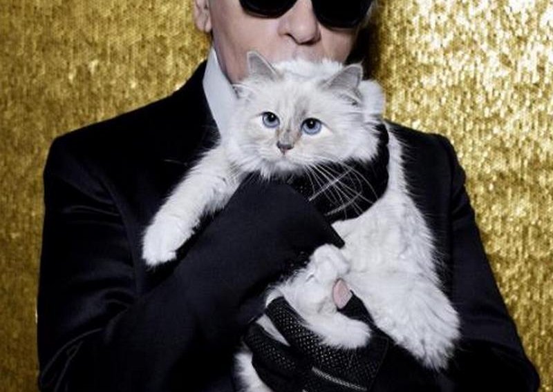 Ova je mačka zaradila više od tri milijuna eura