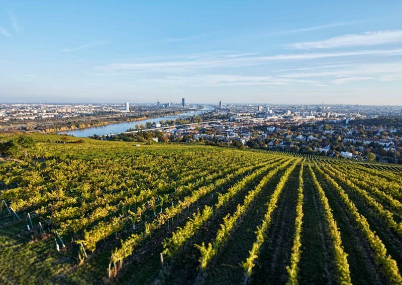 Vinom iz centra grada ponose se Beč i Pariz, a grožđe je nekad raslo i usred Zagreba