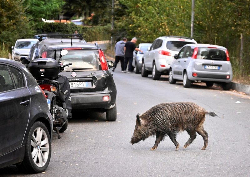 Drama u BiH: Divlja svinja trčala po magistrali i udarala u automobile