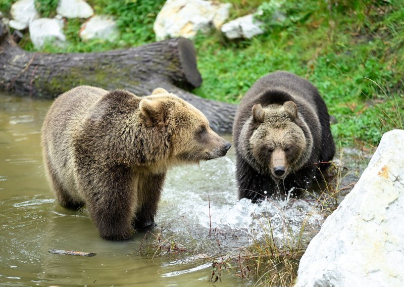 [FOTO/VIDEO] Zagrebački ZOO predstavio dva nova medvjeđa stanovnika