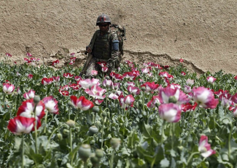 Proizvodnja opijuma u Afganistanu prepolovljena