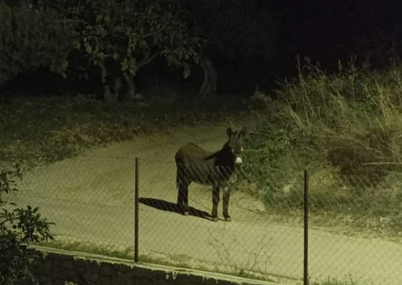 Nekome je u Kaštelima pobjegao magarac, luta naokolo i traži vlasnika