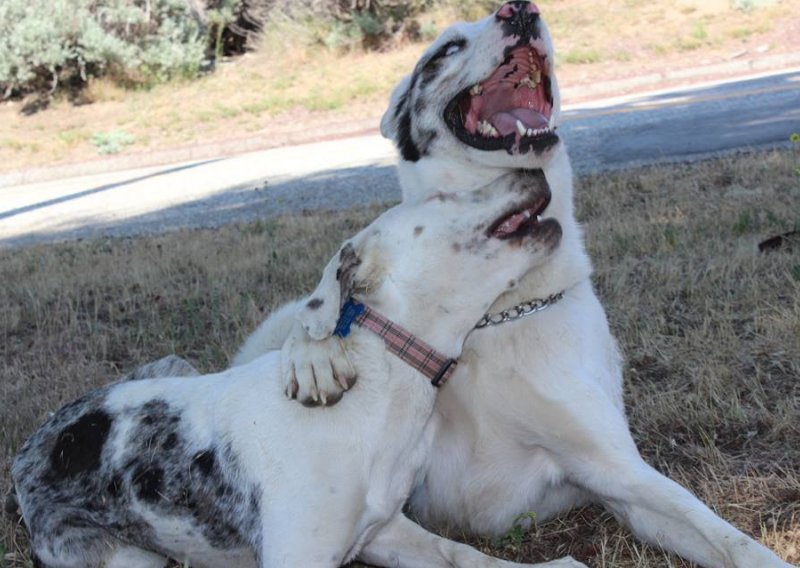 Nevjerojatno pseće prijateljstvo gluhe Eve i slijepog Dillona