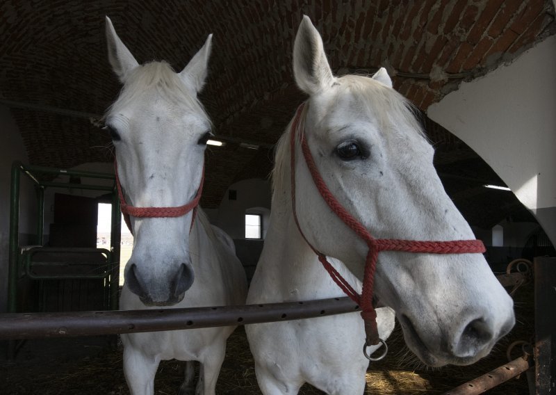 Tradicija uzgoja lipicanaca upisana na UNESCO-ov popis nematerijalne baštine