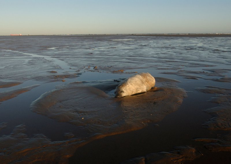 Na plažama Kaspijskog jezera u Rusiji pronađeno 2500 uginulih tuljana