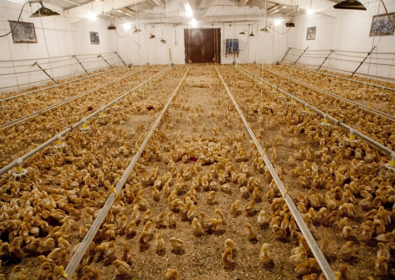 Oprez, uzgajivači kokoši: Iz prodaje se povlači hrana za piliće