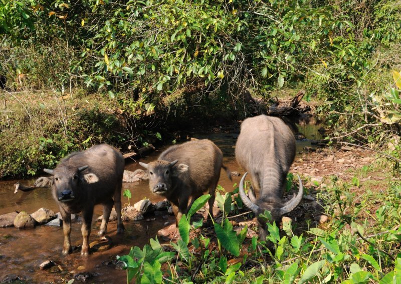 COP15: Kina predlaže 20 milijardi dolara međunarodne pomoći za bioraznolikost