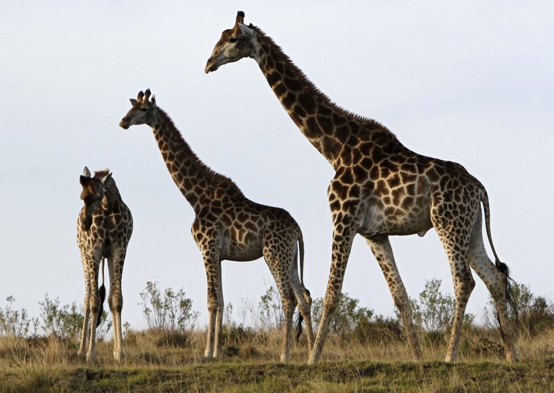 Žirafe vole Slovence, ali ne i Srbe