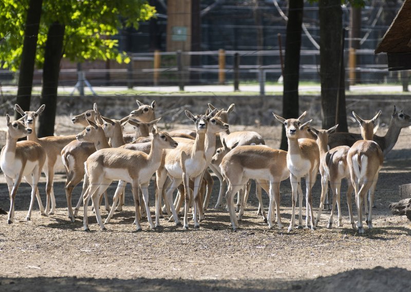Tijekom cirkuske predstave u Njemačkoj pobjegle dvije antilope