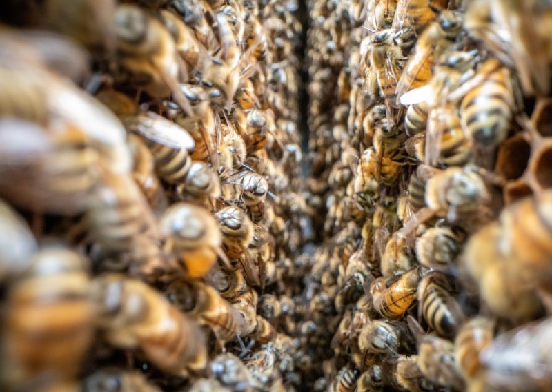Odbijen Petekov prijedlog urbanog pčelarstva u Zagrebu, Prijatelji životinja objašnjavaju zašto je to dobro