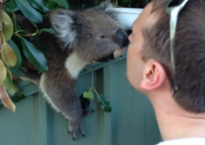 Koala došla na cugu ljudima u dvorište