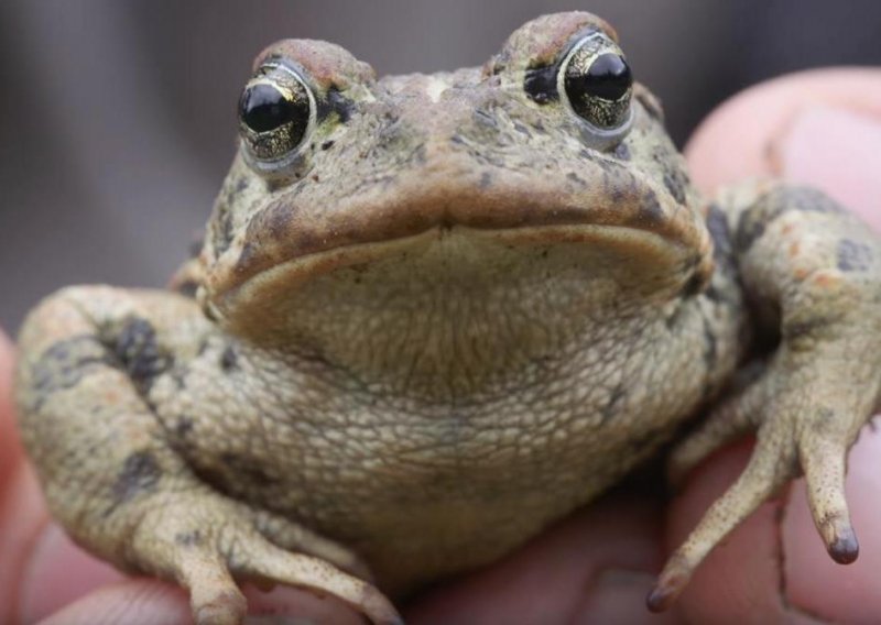 Ovo je jedina žaba na Aljasci