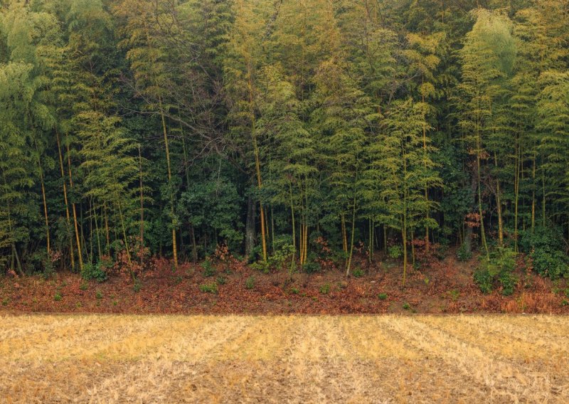 Na dobrom smo putu: Najviše zahvaljujući šumama godišnje se ukloni dvije milijarde tona CO2