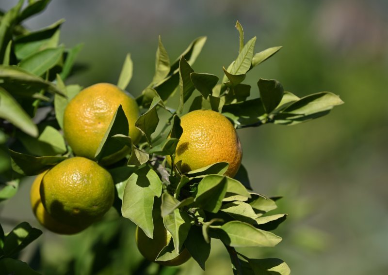 Loša vijest za uzgajivače mandarina: Na području Opuzena pojavio se narančin trnoviti štitasti moljac
