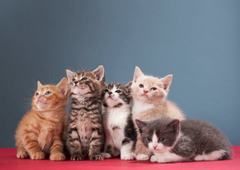 World Cat Show to be held in Zagreb on Oct 27-28
