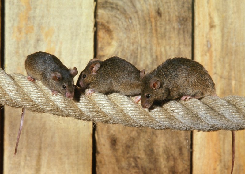 Žena u Njemačkoj živjela u kući s 800 štakora, morala intervenirati veterinarska služba