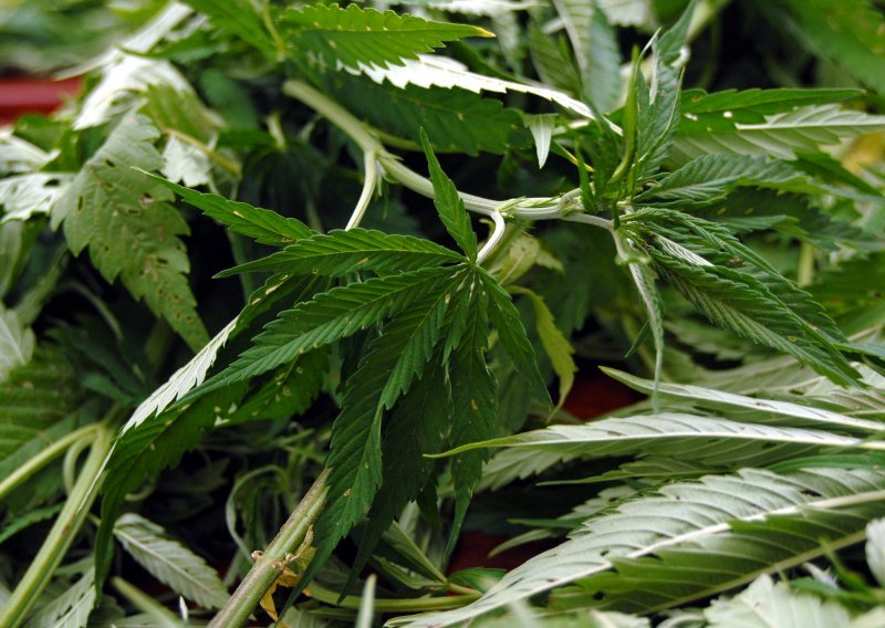 Višegodišnje zatvorske kazne za uzgoj osam tona marihuane na državnom zemljištu