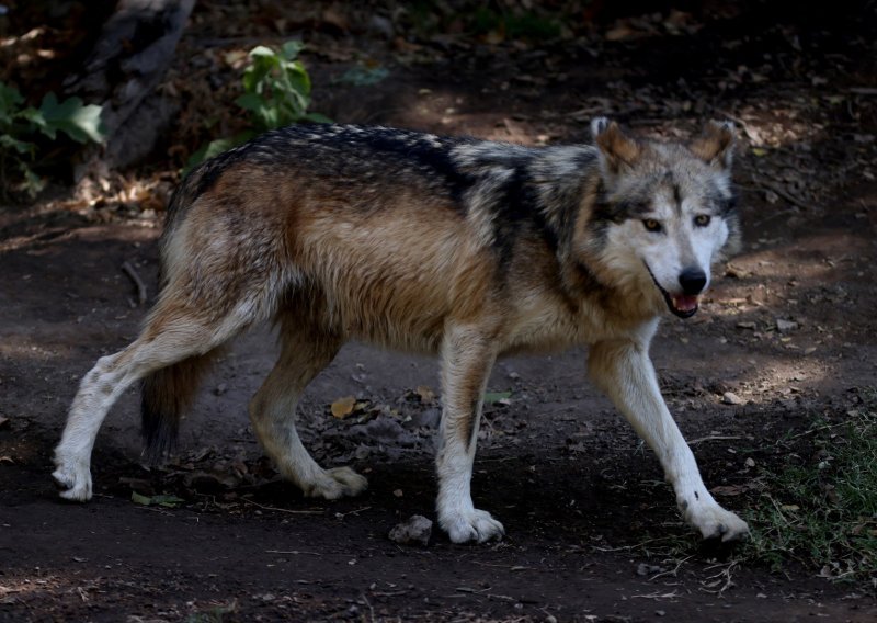 Povećava se naknada štete za domaće životinje stradale od vukova