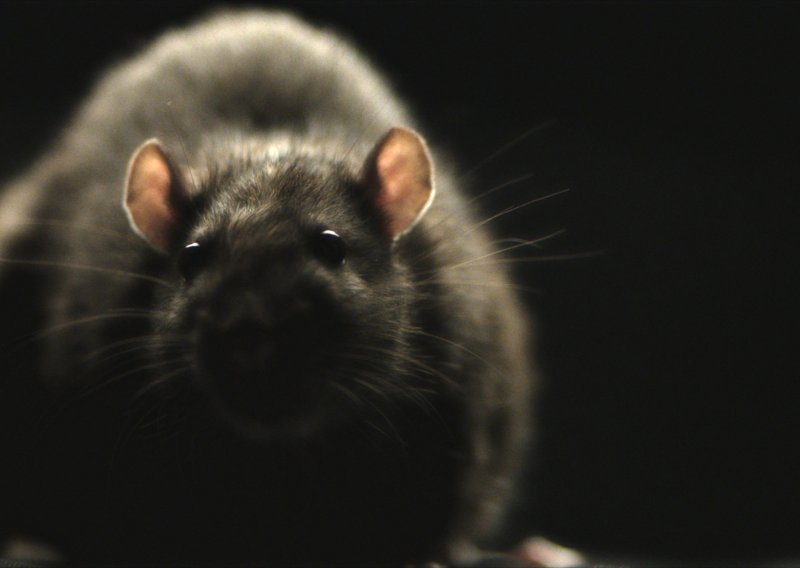 Stručnjakinja odgovara zgroženim Osječanima kako se zaštititi od najezde štakora